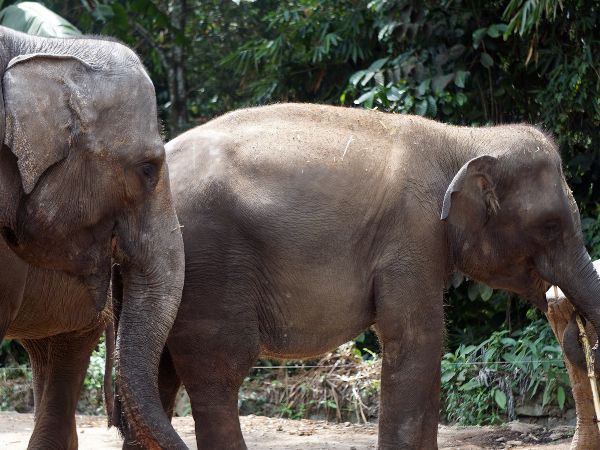 Elephants, Taman Safari Indonesia Elephants, Taman Safari Indonesia